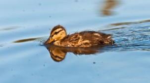 Duckling on Manzanita Lake